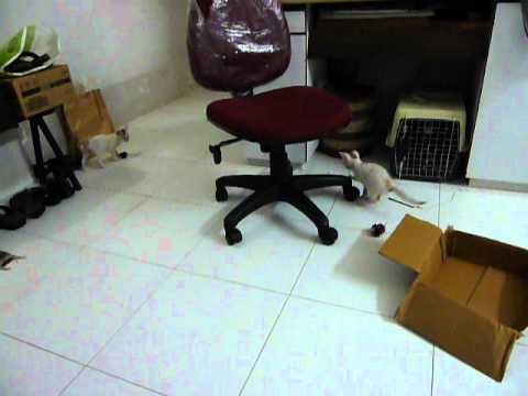 Lakshmi and Parvati playing.MOV