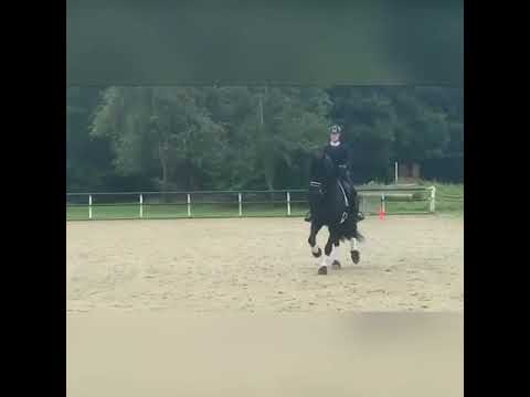 Stal Okkema's Jort - Maurits x Heinse - star stallion - 2011 - 168m