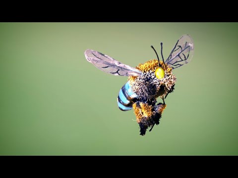 Beethoven: live at Roma Street Parkland -- A Stop Motion Short Film