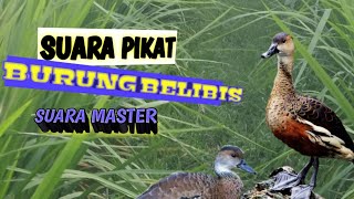 Download lagu Suara pikat burung belibis pikat ( the sound of wild ducks)- suara master durasi panjang mp3 mp3 Download lagu Suara pikat burung belibis pikat ( the sound of wild ducks)- suara master durasi panjang mp3 mp3