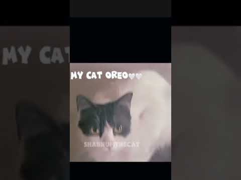 My Cat Oreo🤍🖤🤍 #kitten #cat #catlover #catvideosforyou #catshorts #Oreo #Shabnum