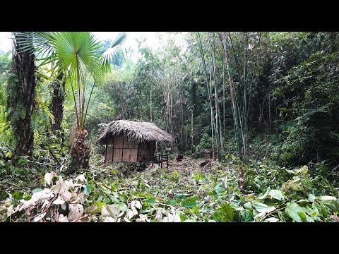 Building a hidden rainforest shelter | 365 Days of Survival in the Deep Forest | Episode 6