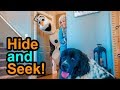 Elsa Plays Hide And Seek With Olaf And Ducky The Puppy