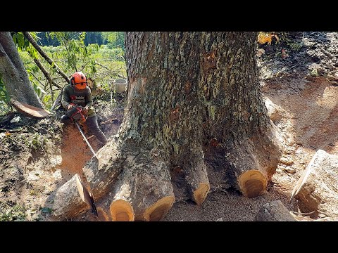 Extreme Danger‼️Felling a 310cm Monster Tree With a Radical Method!