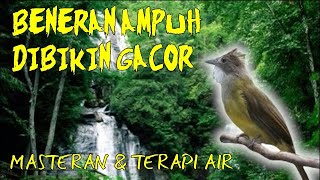 Download lagu MASTERAN KAPAS TEMBAK DAN CUCAK JENGGOT, MASTERAN DAN TERAPI SUARA AIR #kapastembak #cucakjenggot mp3 Download lagu MASTERAN KAPAS TEMBAK DAN CUCAK JENGGOT, MASTERAN DAN TERAPI SUARA AIR #kapastembak #cucakjenggot mp3