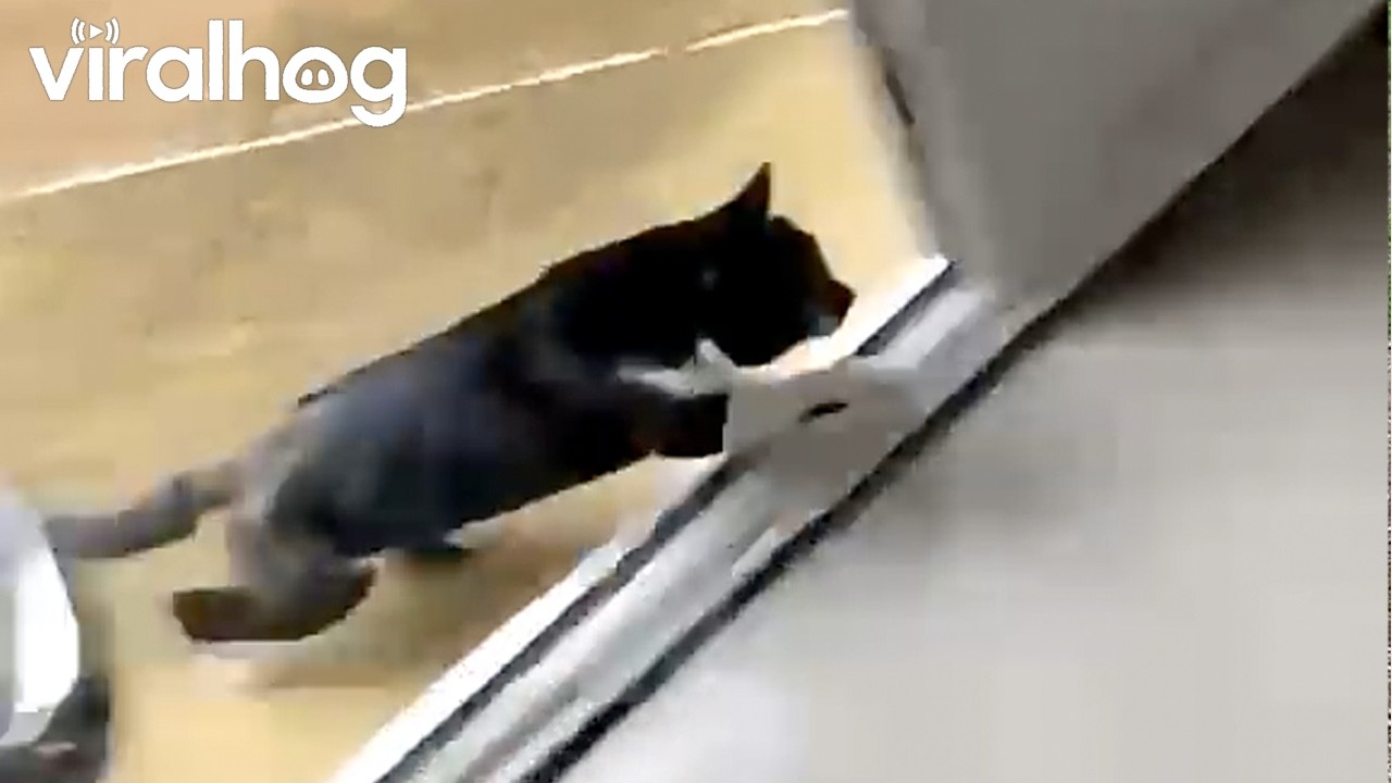 Unexpected Visitor Enters on Wet Concrete || ViralHog