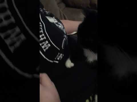 Cat can’t keep her eyes off a can opener scratching a arm