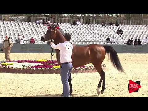 N.171 MAXIMUS IBN MAGNIFIQUE - Asharqia Classic 2018