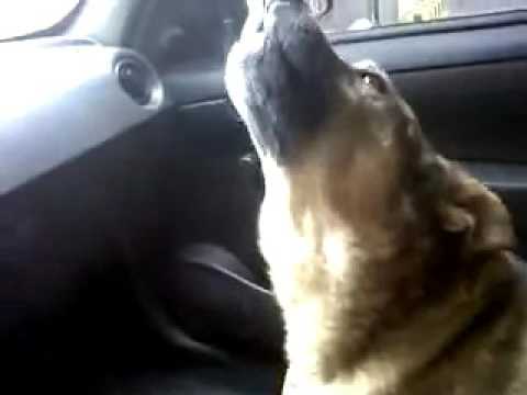 Encuentra a su perro y se queja por lo paso perdido.