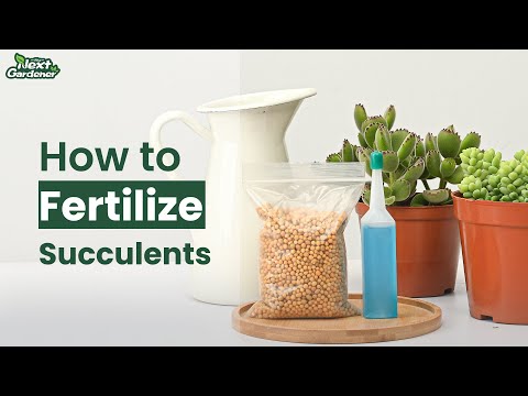 How to Fertilize Succulents | The Next Gardener