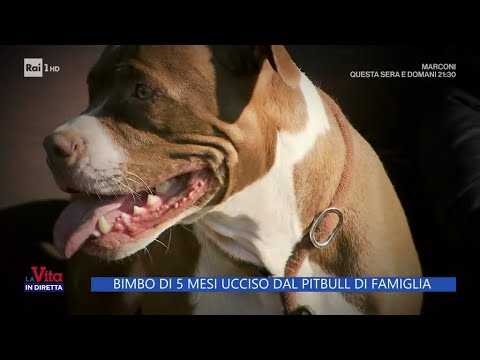 Bimbo di 5 mesi ucciso dal pitbull di famiglia - La Vita in diretta 20/05/2024