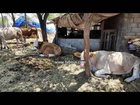 AKTUALE - Zhvillimi i bujqësisë dhe blegtorisë në Malësi