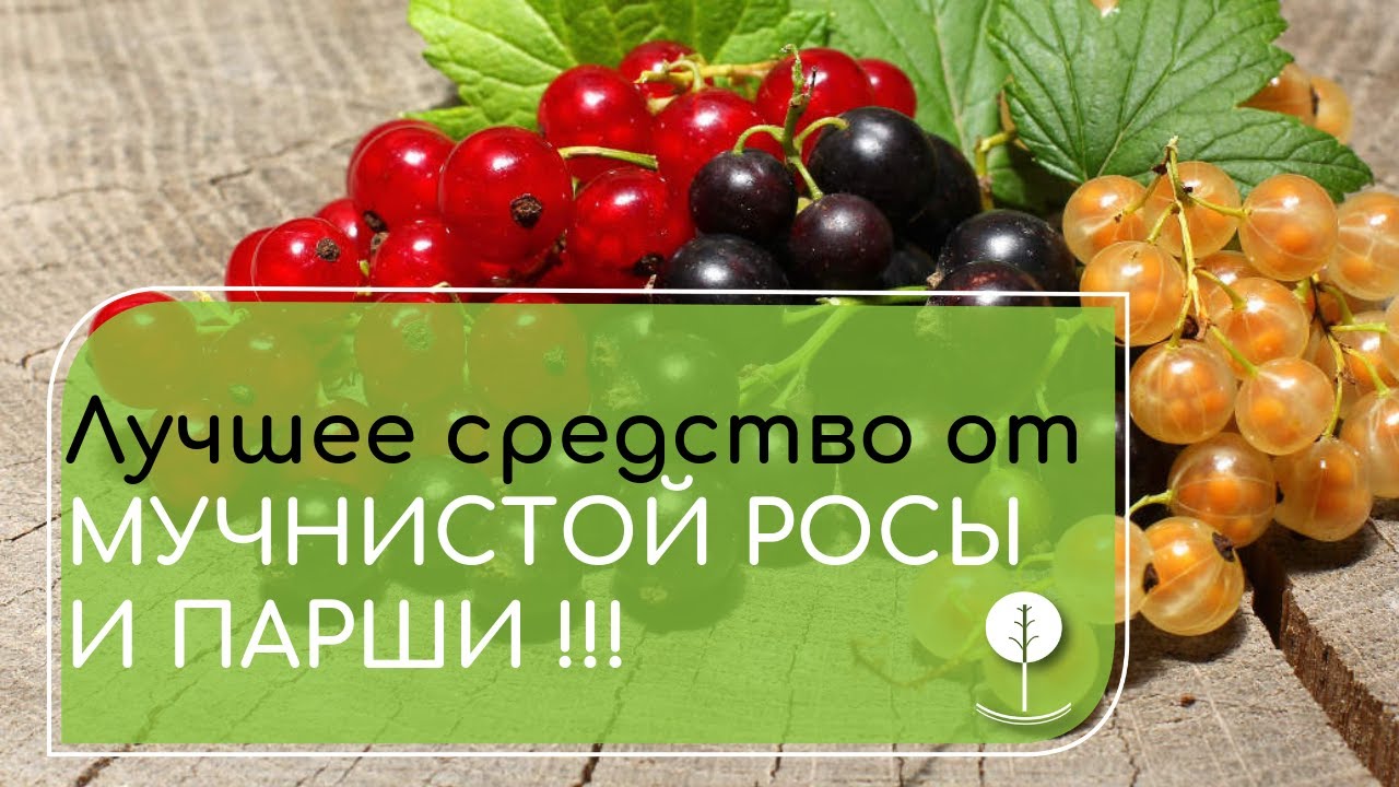 Фунгицид Парацельс