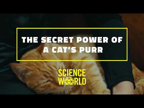 The Secret Power of a Cat's Purr