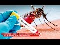 Suspeitos casos de dengue são identificados em Rolim de Moura