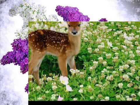 Novica Djordjevic - Neresnicko kolo