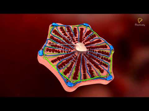 Practically's Concepts - Human Liver Structure - #LearnPractically