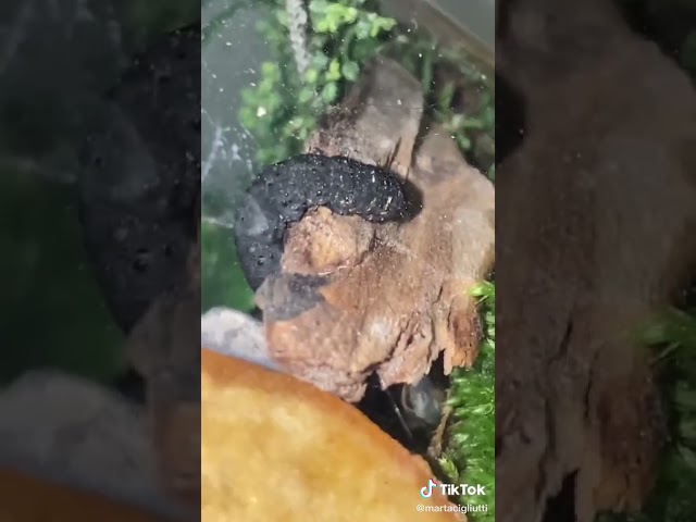 Vídeo relacionado con OSOLADY Espécimen de Insecto Paleontológico de Resina Ligero y Portátil para Decoración Paleontológica de Insectos en Enseñanza y Hogar
