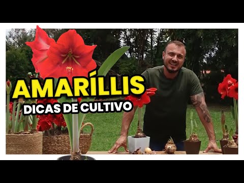 , title : 'AMARÍLLIS | DICAS DE CULTIVO'