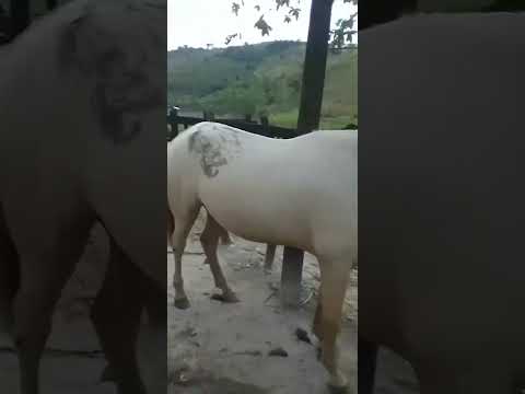 EM CORRENTES PERNANBUCO