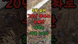 5월에 심어 20년 공짜로 수확만 해 먹는 작물 3가지