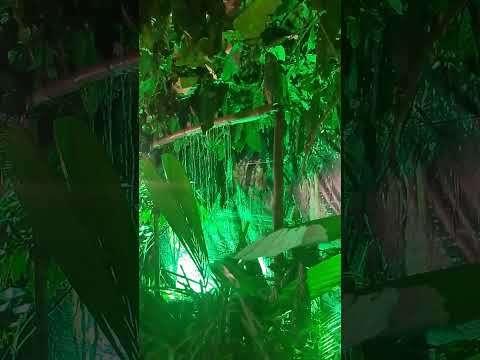 #ilheusbahia -Tipica roça de Cacau