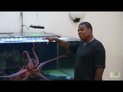 Tracy Morgan's Octopus Needs a Tank | Tanked