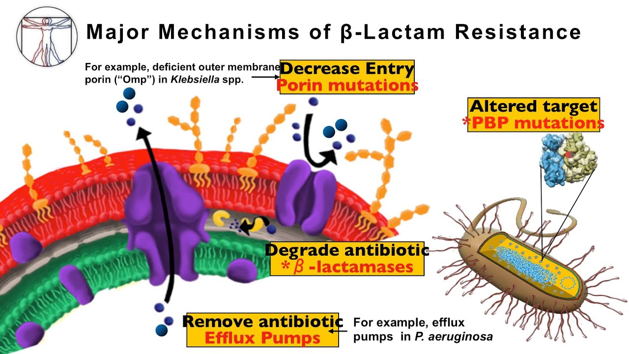 Intro to Bacteria & Antibiotics: Beta Lactams Pt  1