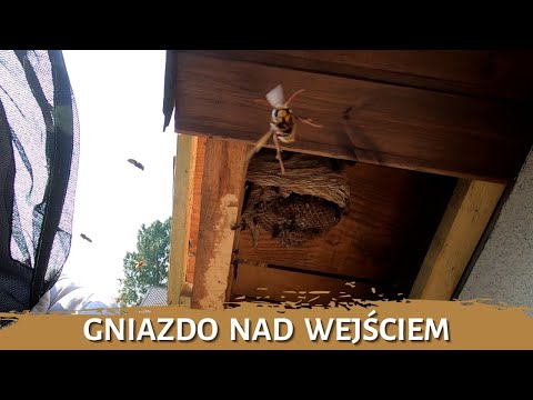 Hornet's nest above the entrance - nest removal - nest liquidation - hornet's nest