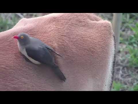 Djuma: Oxpeckers on Impalas - 07:45 - 10/30/21