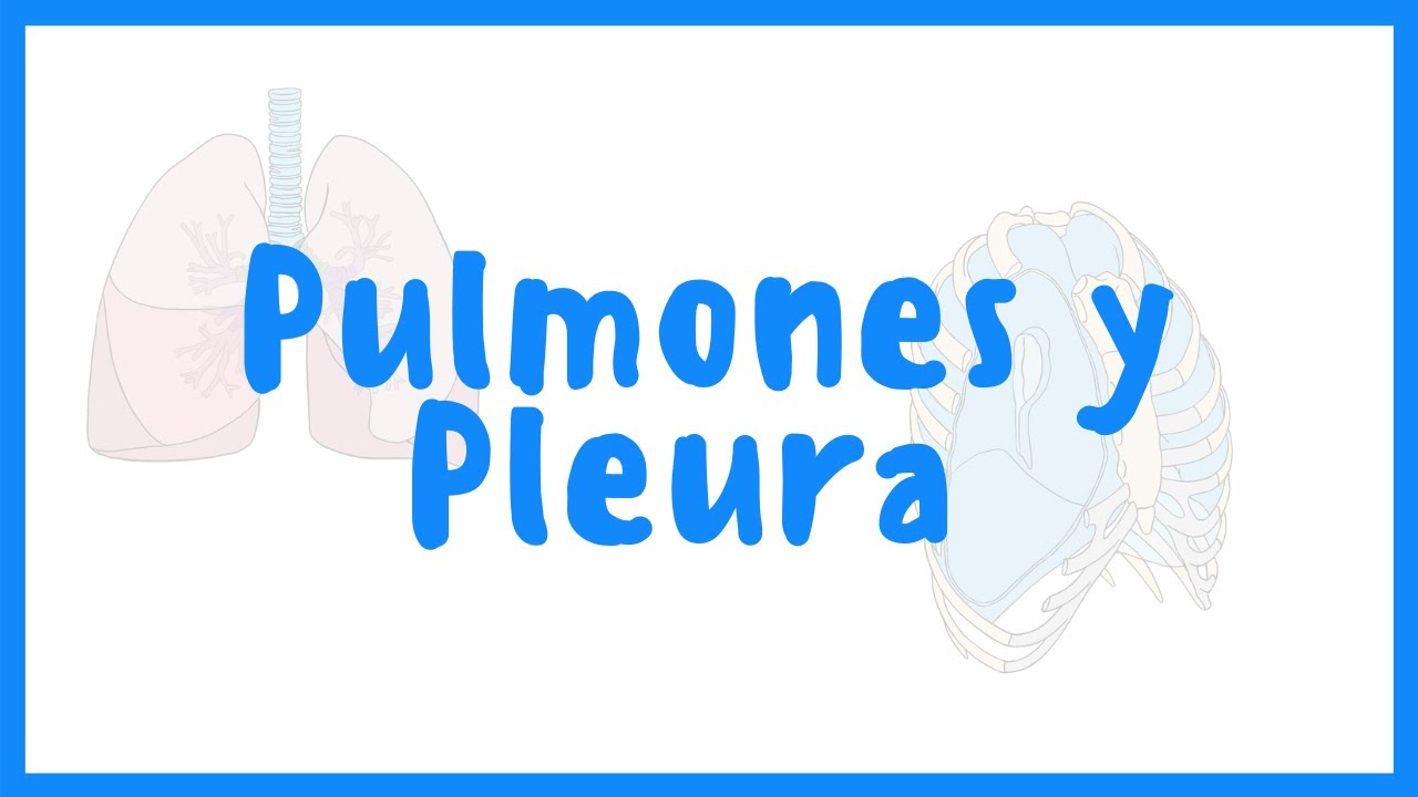 ANATOMÍA | Pulmones y Pleura | Blasto Med