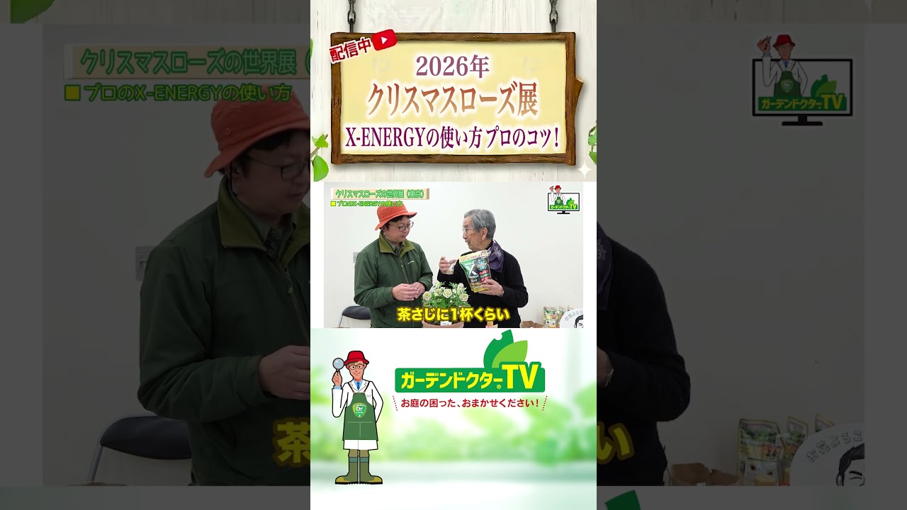 2026クリスマスローズの世界展 ＜＜ プロにX-ENERGYについて聞いてみた＞＞～ガーデンドクターTV82 #shorts #バイオスティミュラント #クリスマスローズ #X-ENERGY