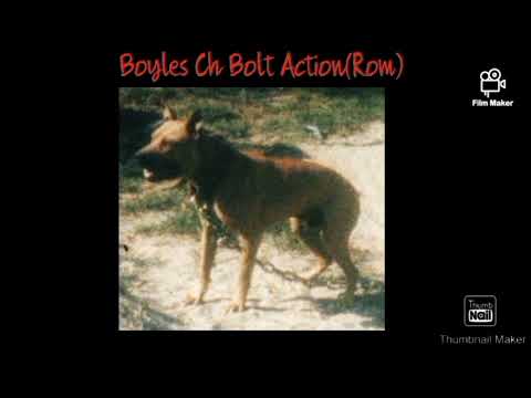 Boyles Dirty Mary History by Troy P #apbt #gamedogs #History