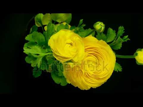 Yellow flowers blooming