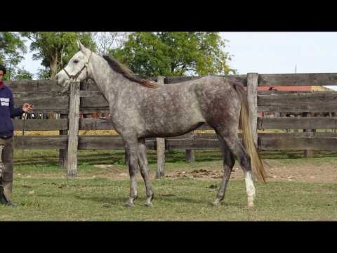 Lote BH MAGNIFICA