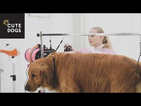 Rozjezd salónu pro chlupaté mazlíčky CUTE DOGS