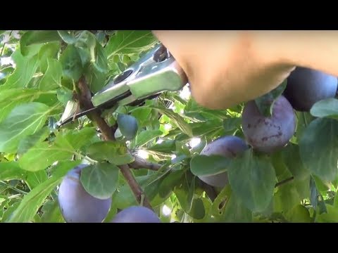 CIĘCIE ŚLIWY - cz. 5 - cięcie letnie