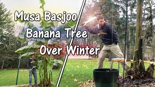Did My Musa Basjoo Banana Tree Survive the Winter? Zone 5B/6A