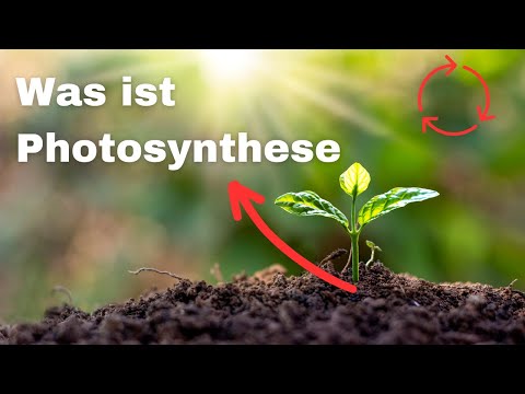 PHOTOSYNTHESE - kurz & einfach erklärt
