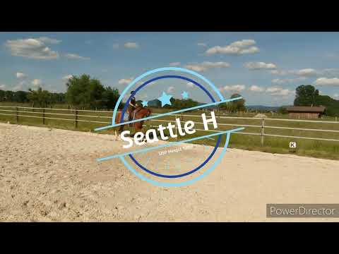 Seattle H, Hengst *2019 von Secret x Dream Rubin