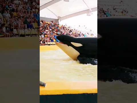 Spectacle de dauphins //dauphin mignon dans un bassin de natation