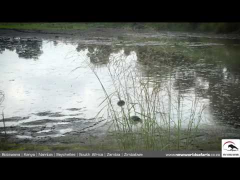 Kruger National Park - Terrapin