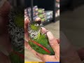 Tips To Know Before Getting A Pet Bird