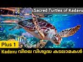The Sacred Turtles Of Kadavu In Malayalam Easy English By Sali Plus 1