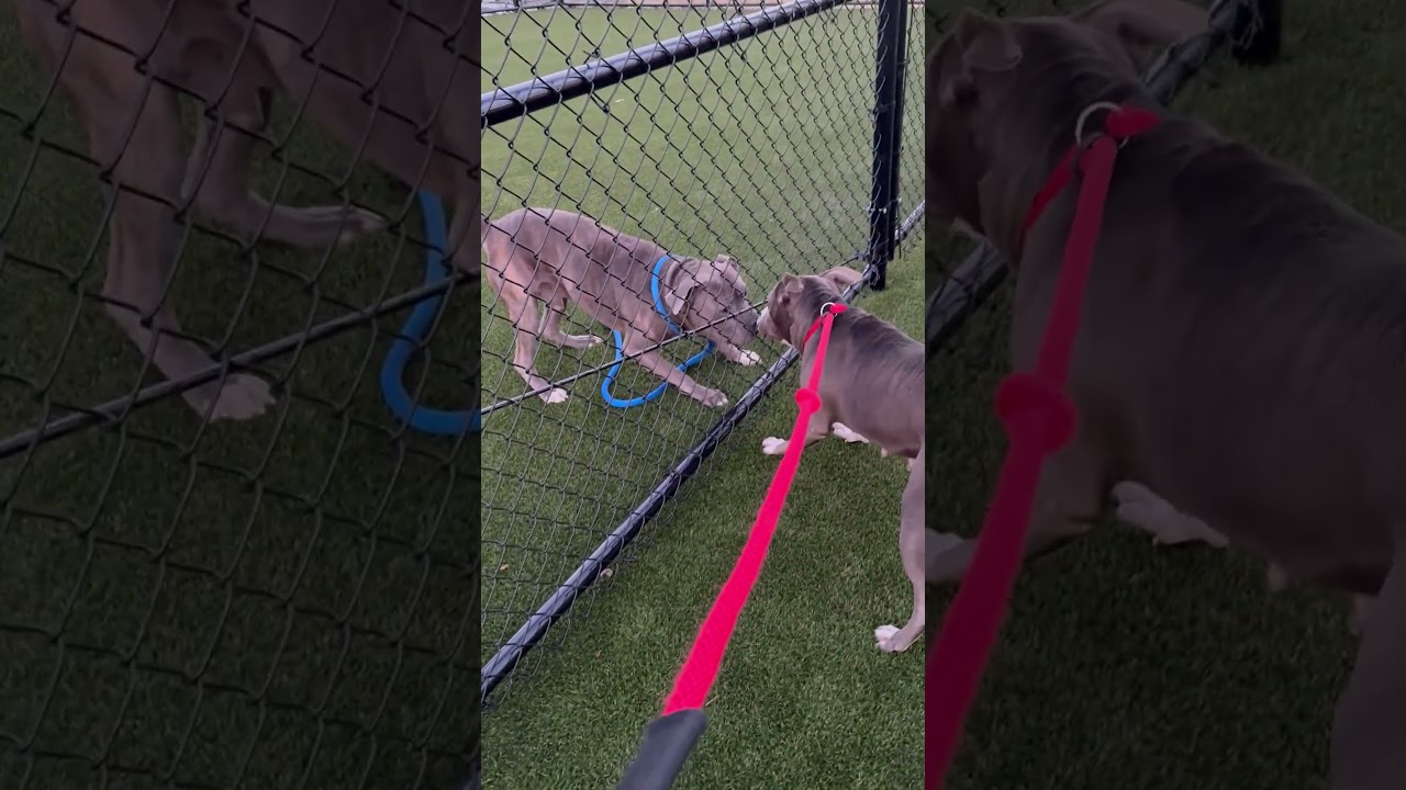 Enlarge Vincent, a Adoptable Mixed Breed in Sinking Spring, PA video 6/6