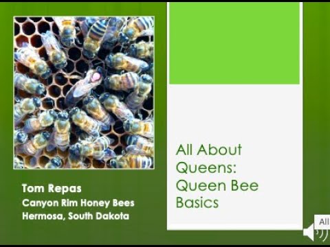 2  All About Queens: Queen Bee Basics