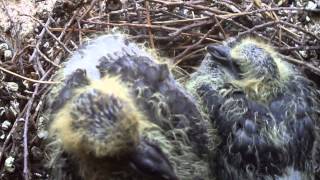 preview picture of video 'bébé pigeon dans leurs nids à la Tour Ripert de Valrés'