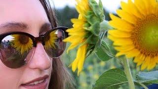 SUNFLOWERS AND SUNSETS