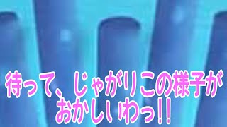 POTATO 待って、じゃがりこの様子がおかしいわっ!!