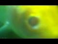 Ash Grunwald - Fish Out Of Water (Official Audio)